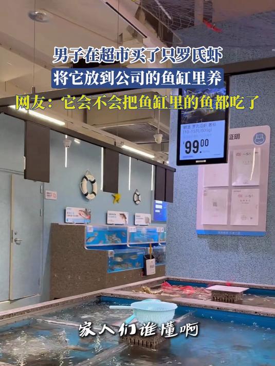男子在超市买了只罗氏虾，将它放到公司的鱼缸里养，网友：它会不会把鱼缸里的鱼都吃了#金榜同行