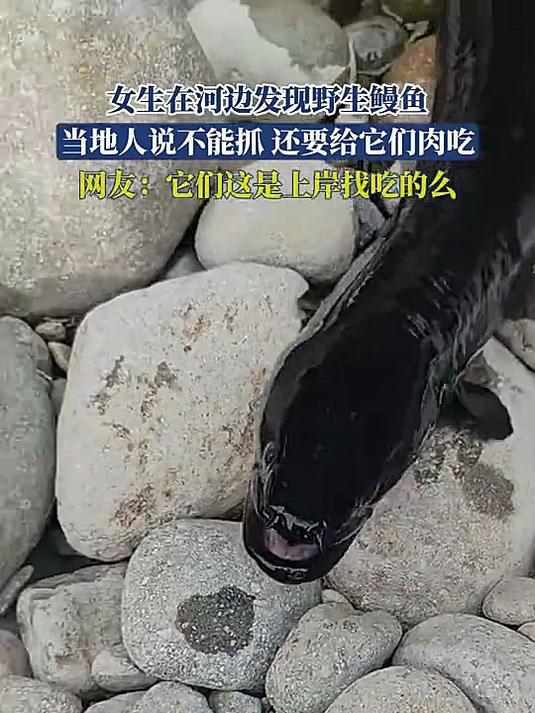 女生在河边发现野生鳗鱼，当地人说不能抓，还要给它们肉吃