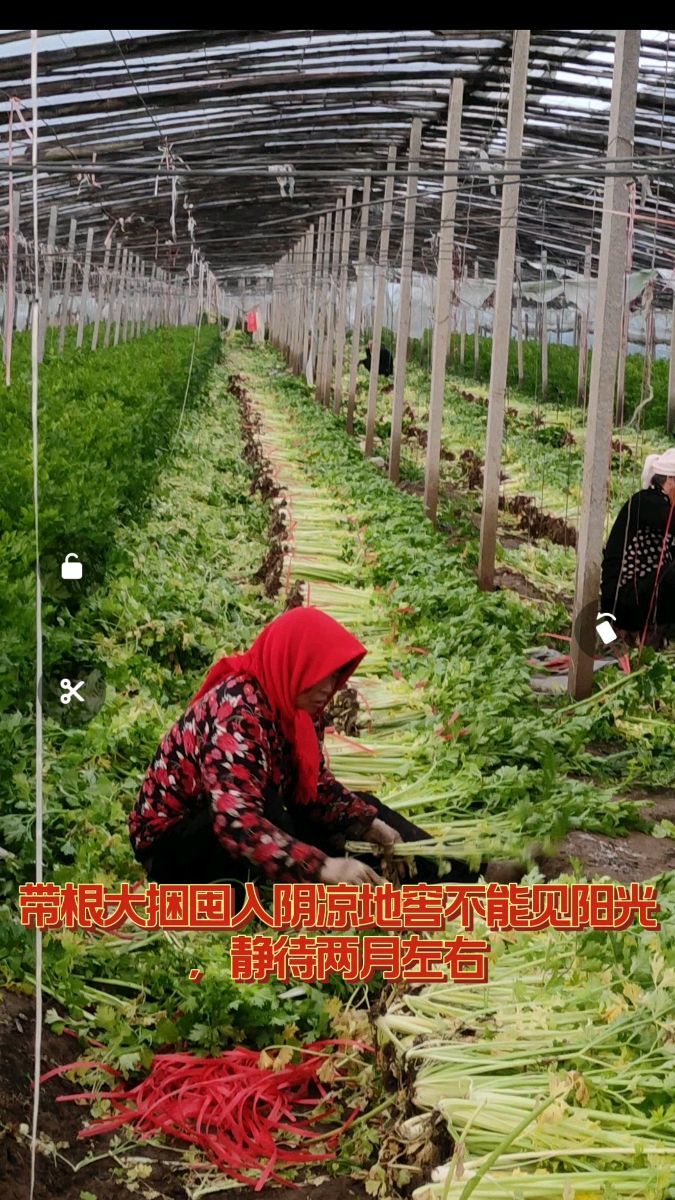 可以生吃芹菜你们吃过么