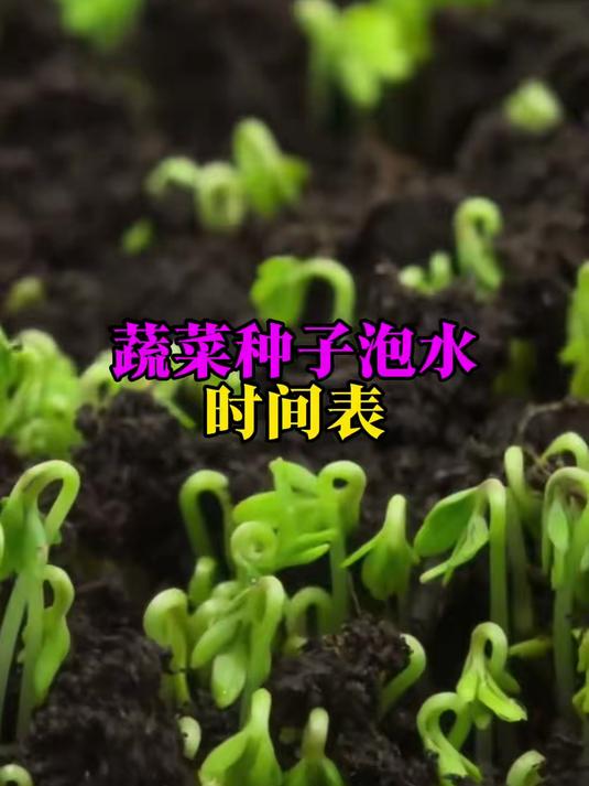 蔬菜种子泡水时间表
