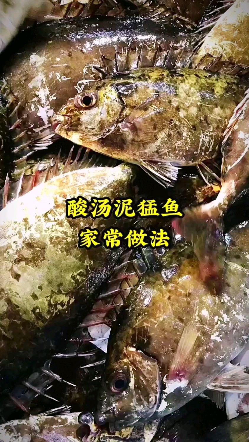 酸汤泥猛鱼的做法