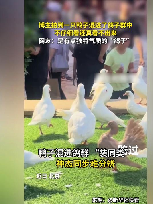 博主拍到鸭子混进鸽群 “装同类”，神态同步难分辨