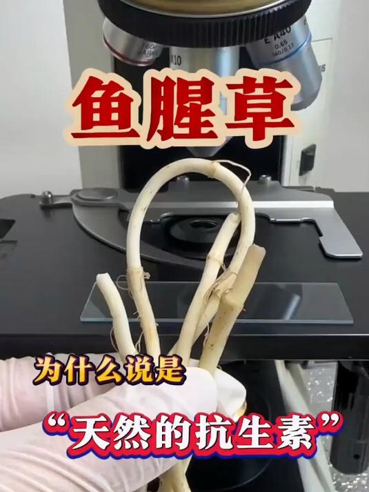 鱼腥草你吃过吗 鱼腥草 植物科普 折耳根