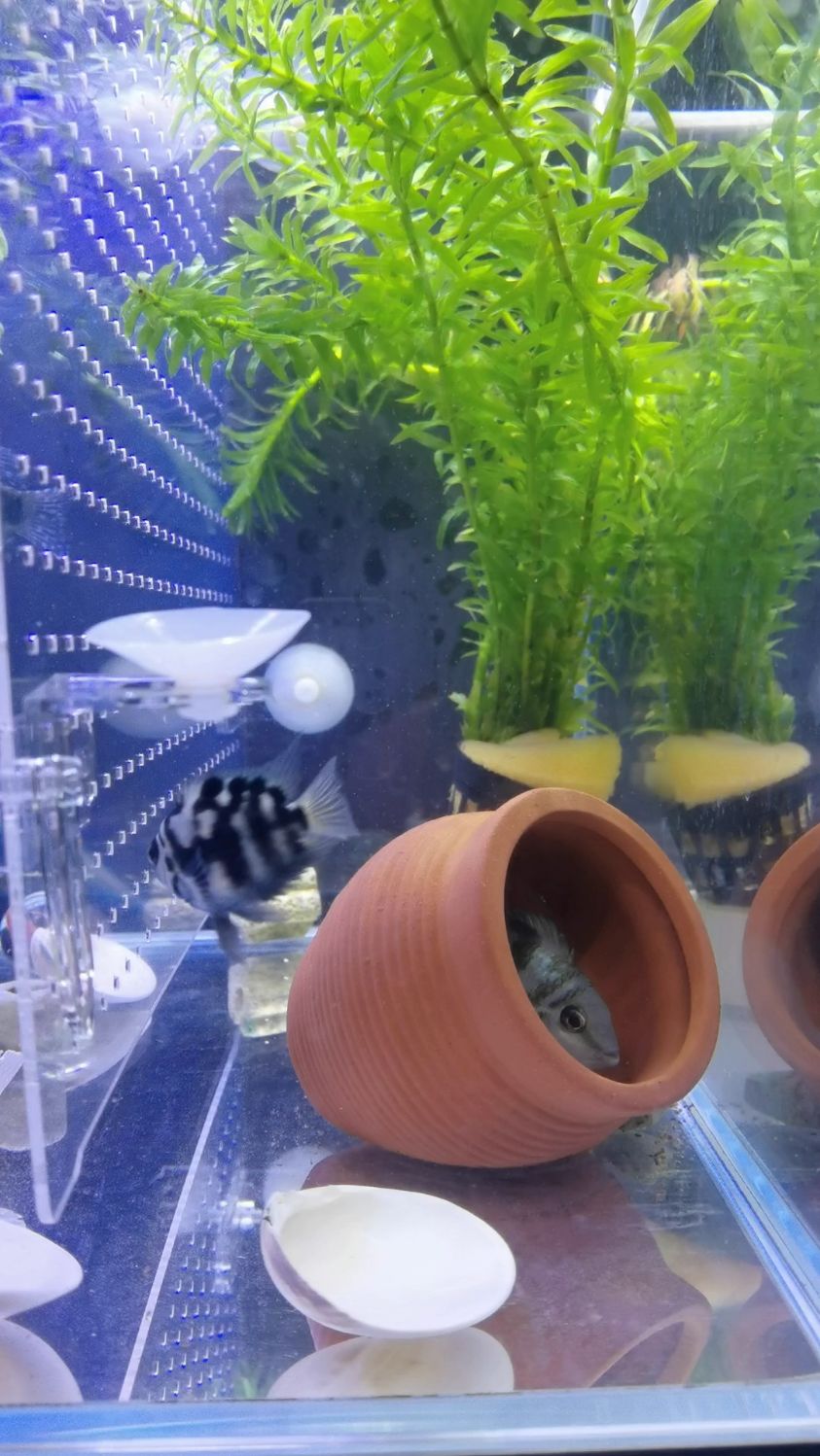 迷你鹦鹉的公鱼和母鱼在繁殖期的时候,一般是母鱼在窝里守护着卵,公鱼很少进窝的