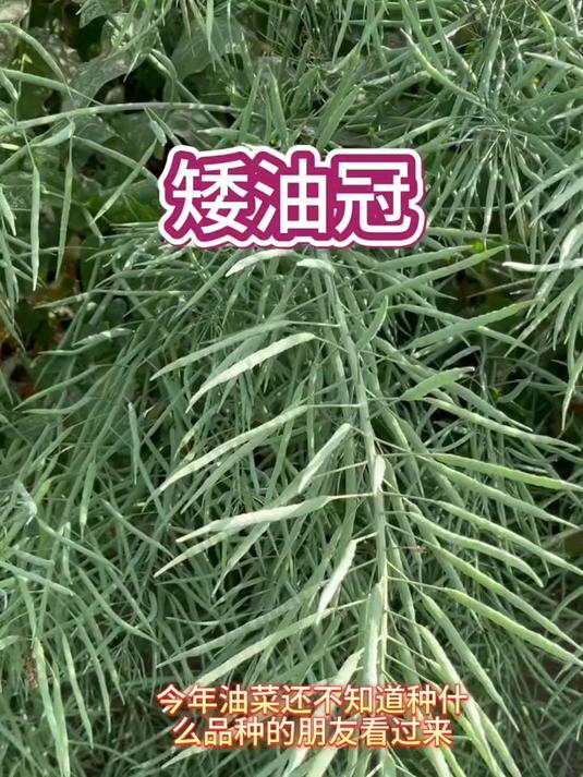 矮油冠油菜种，矮杆实心，籽粒饱满结实，产量好，出油多#种植##油菜籽#