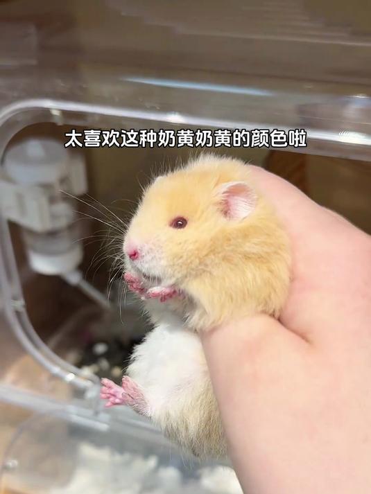 今天送奶黄包小熊回家！