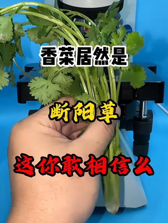 香菜居然是“断阳草”?