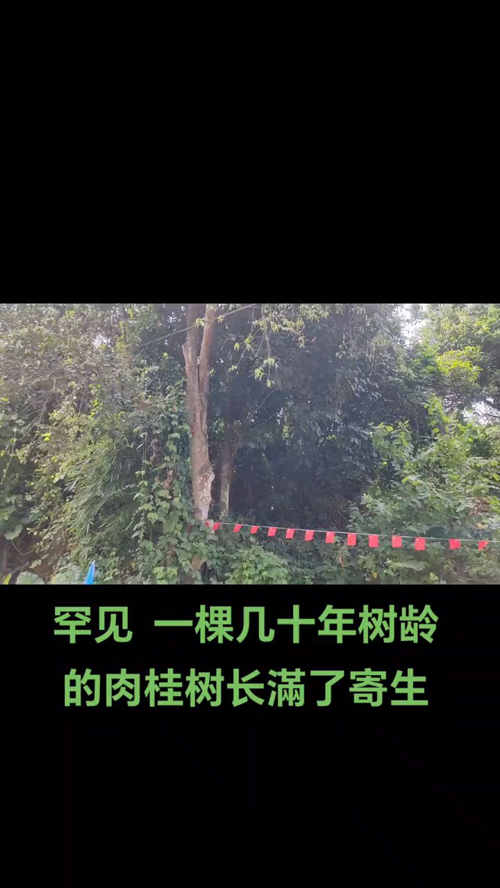 难得一见 一棵几十年的肉桂树长满了寄生