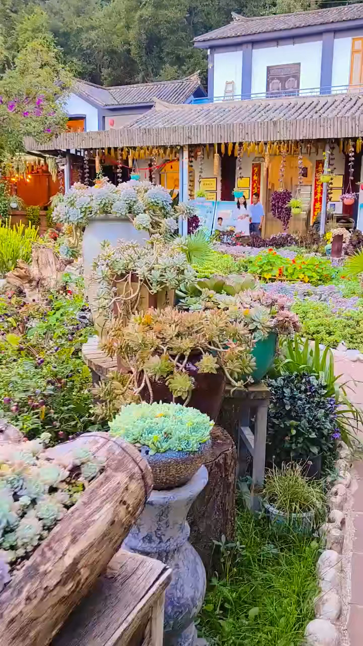 安宁木羊缘的多肉太震撼了！随手一拍都是风景、壁纸！