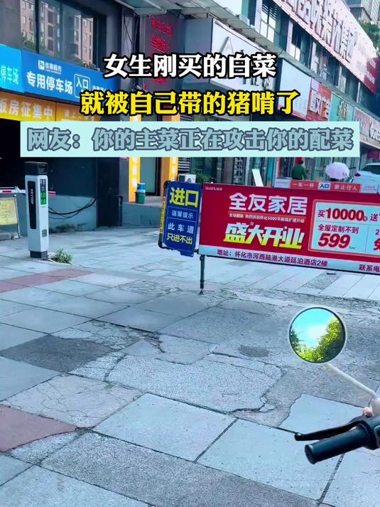 女生刚买的白菜,就被自己带的猪啃了
