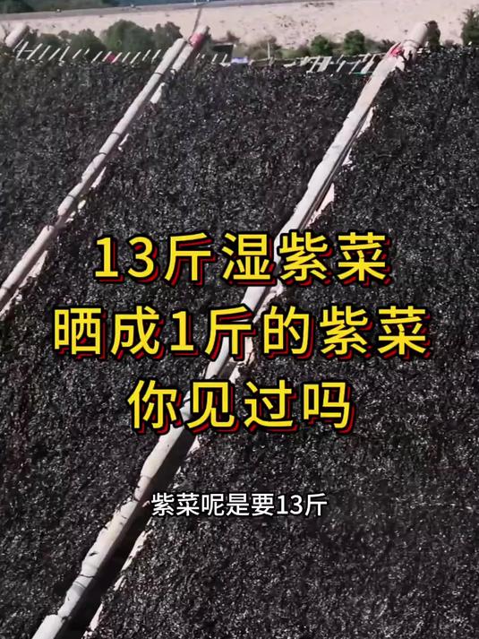 头水紫菜收割啦！13斤湿紫菜晒成1斤的紫菜，你见过吗？