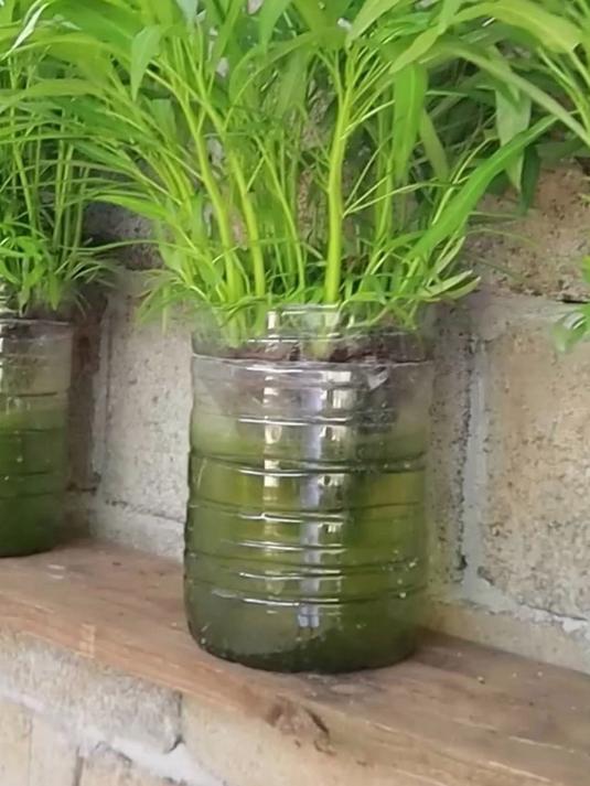 用饮料瓶种空心菜,方法简单实用,阳台小院均可种植