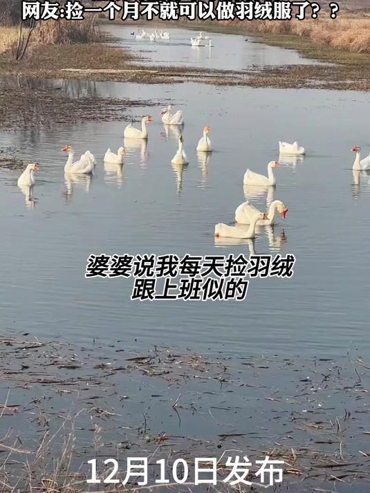 女子来大鹅游泳大的湖边,捡鹅掉下来的羽绒,捡一个月做羽绒服
