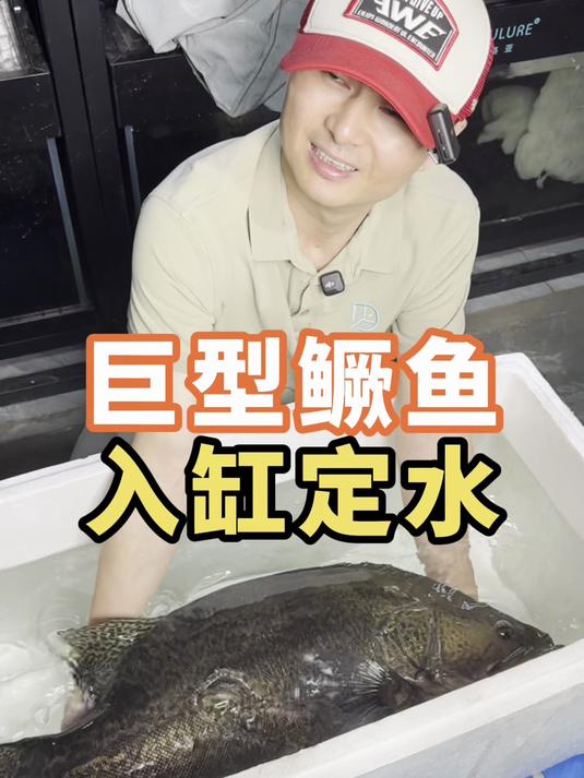 巨型鳜鱼入缸啦,大掌鳜二号来袭!你们说有没有40斤的鳜鱼?