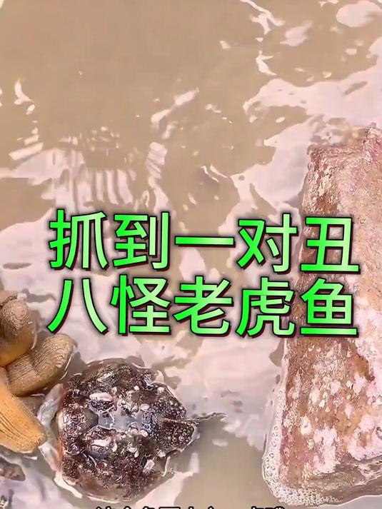 抓到了一对老虎鱼,丑的不要不要的,其他值钱的鱼货抓得不少