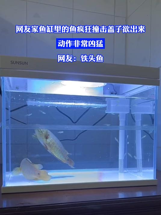 网友家鱼缸里的鱼疯狂撞击盖子欲出来,动作非常凶猛