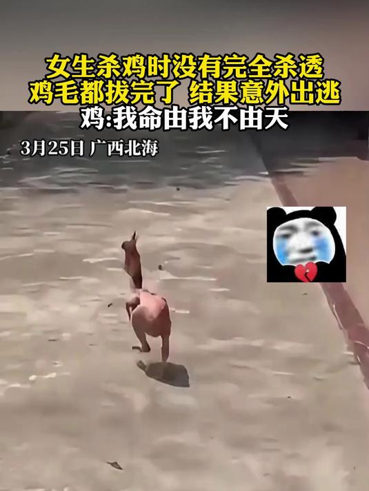 女生杀鸡时没有完全杀透,鸡毛都拔完了 结果意外出逃