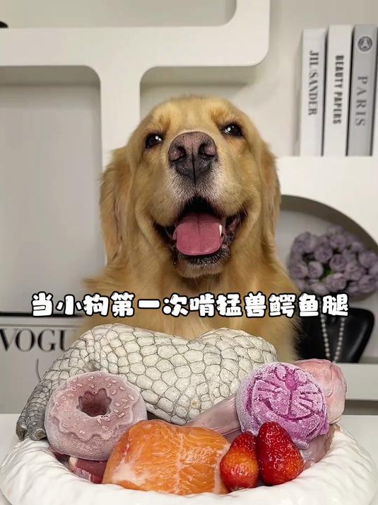 当小狗第一次啃猛兽鳄鱼腿～