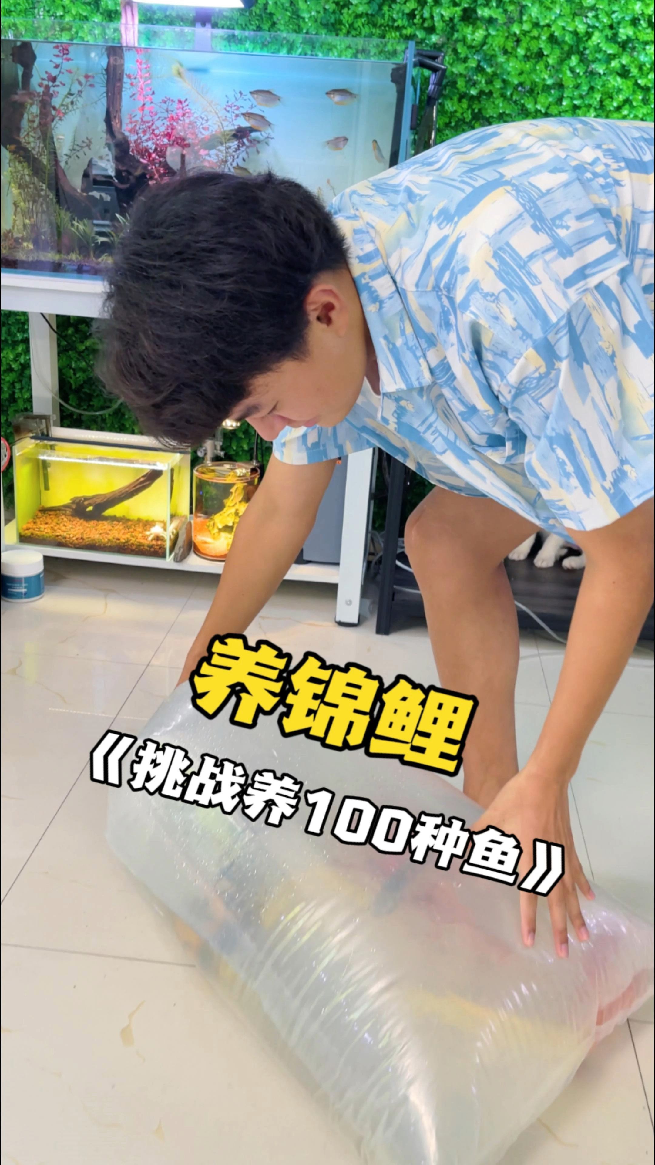 锦鲤和兰寿哪个更好养?
