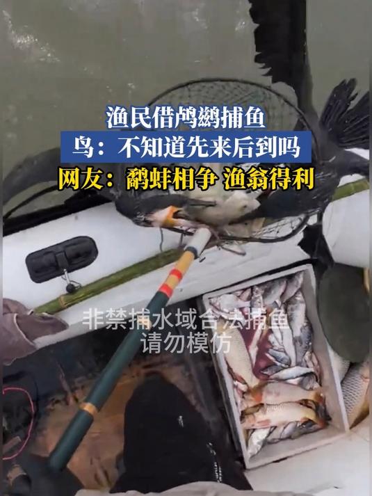 渔民借鸬鹚捕鱼,鸟:不知道先来后到吗,网友:鹬蚌相争渔翁得利