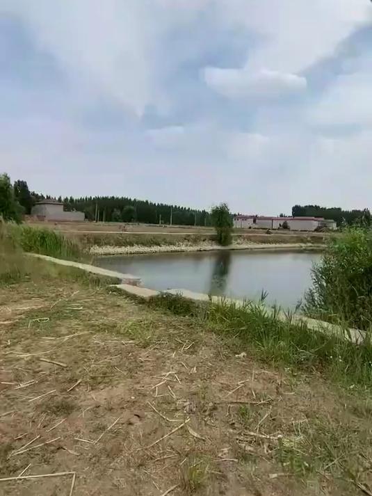 又来钓大鲫鱼了
