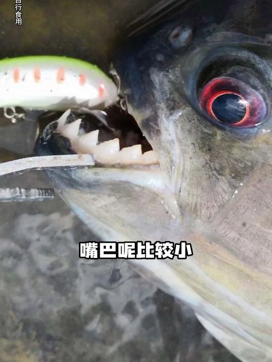 亚马逊鱼类冠齿条伤力排行，亚马逊鱼牙齿的杀伤力惊人！