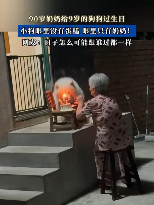 90岁奶奶给9岁的狗狗过生日，小狗眼里没有蛋糕，眼里只有奶奶！#种草官计划#