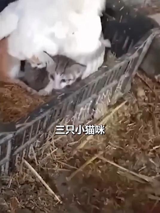 母鸡帮几只小猫咪取暖