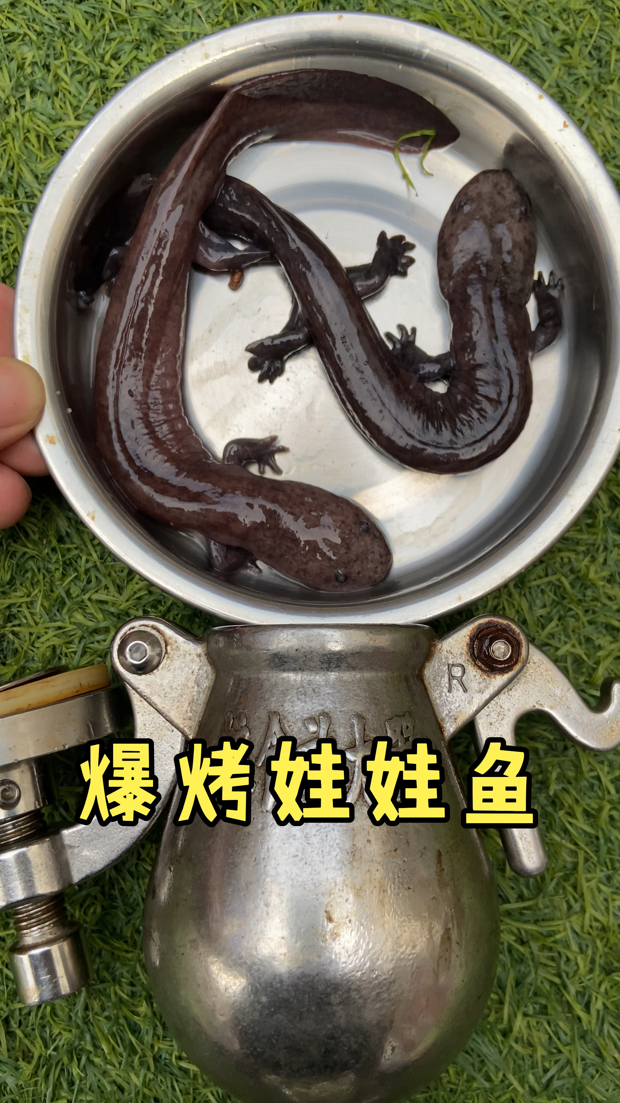 爆烤娃娃鱼,味道绝了