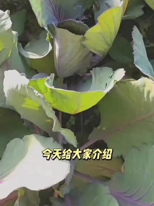 紫色甘蓝这么牛!低卡高纤,肠道清道夫,赶紧尝尝!