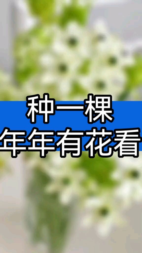 种一棵就能年年有花看的天鹅绒