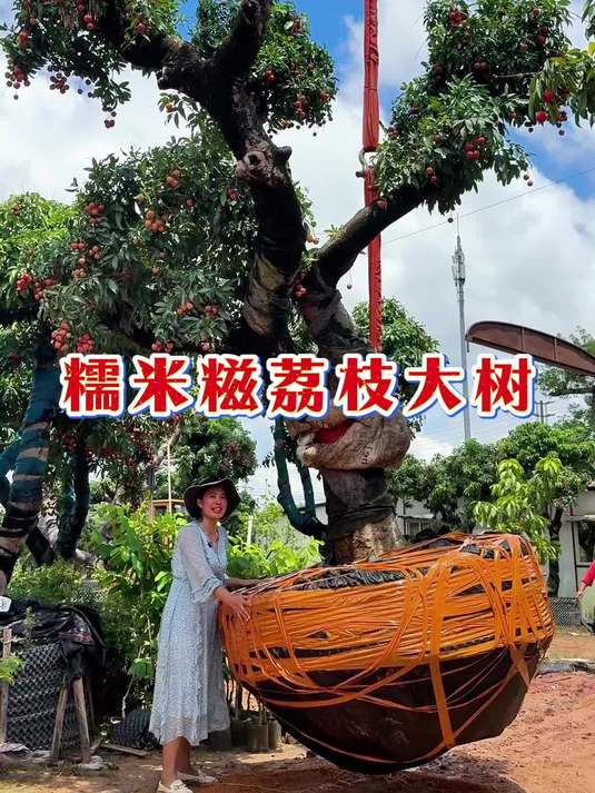 糯米糍荔枝是荔枝中比较好吃的一个品种,果子比较大,蜜香浓郁