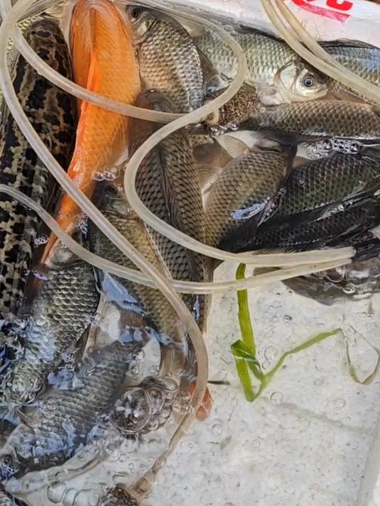 发现漂亮红鲤鱼超低价拿下,为什么要送人