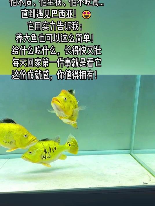 从养鱼小白到圈内大神,只差一条巴西亚