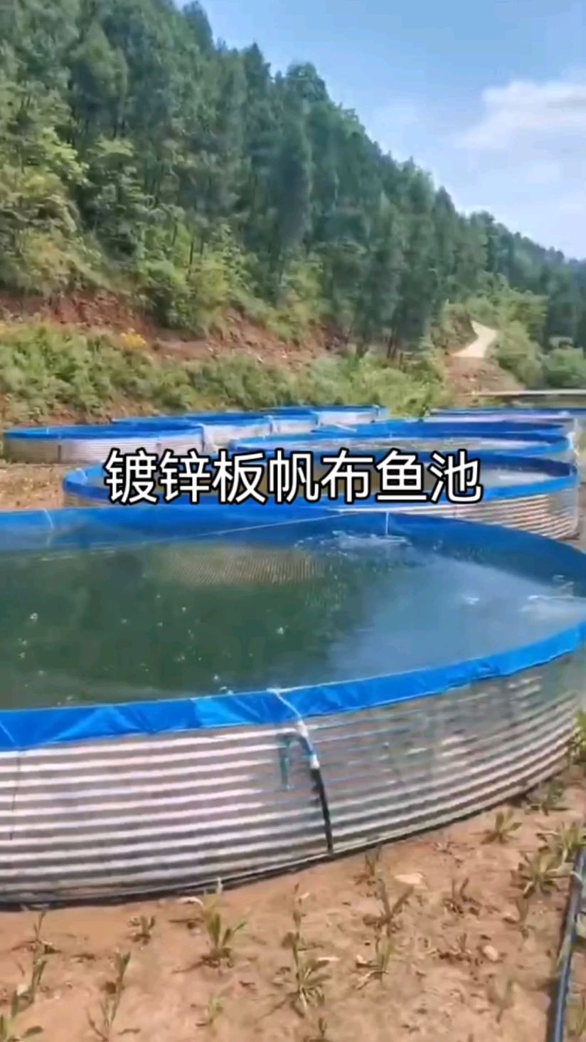 养殖草鱼的客户刚刚安装调试好的镀锌板帆布鱼池,基地实拍。