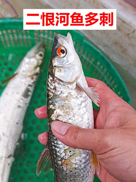 6种靓河鱼,惜5个带刺,广州莲花山码头