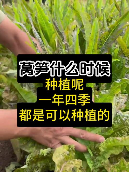 莴笋什么时候种植?