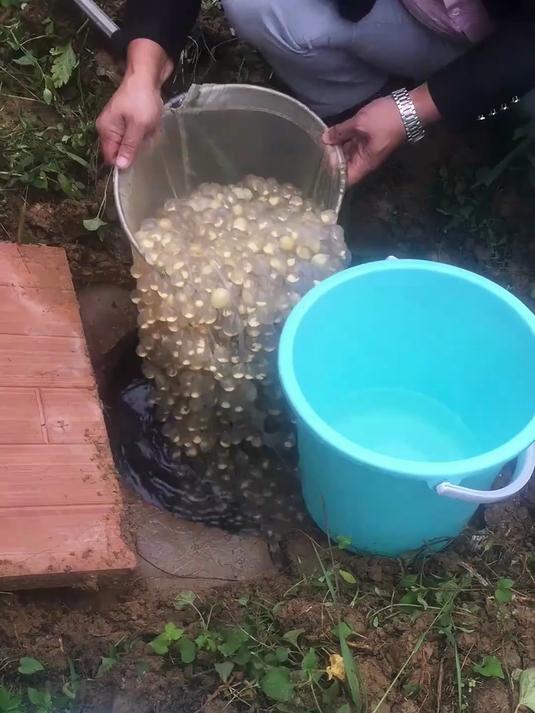 巨型娃娃鱼产下的鱼卵