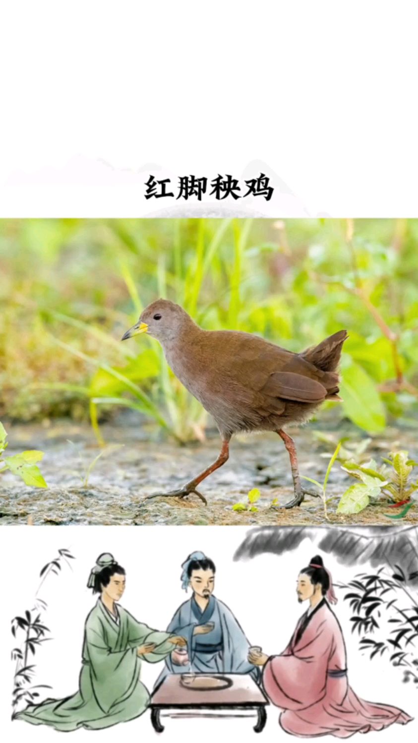 红脚苦恶鸟,又称红脚秧鸡,主要食昆虫,对农业有益