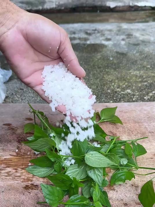 竹林下的狗肝菜,见过吗?农村人采收它的嫩叶