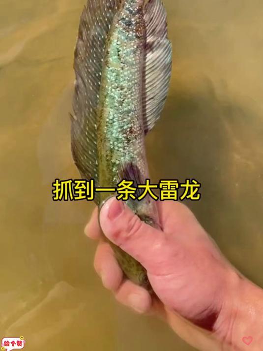 意外的抓到一条漂亮的雷龙 可惜家里没地方养!
