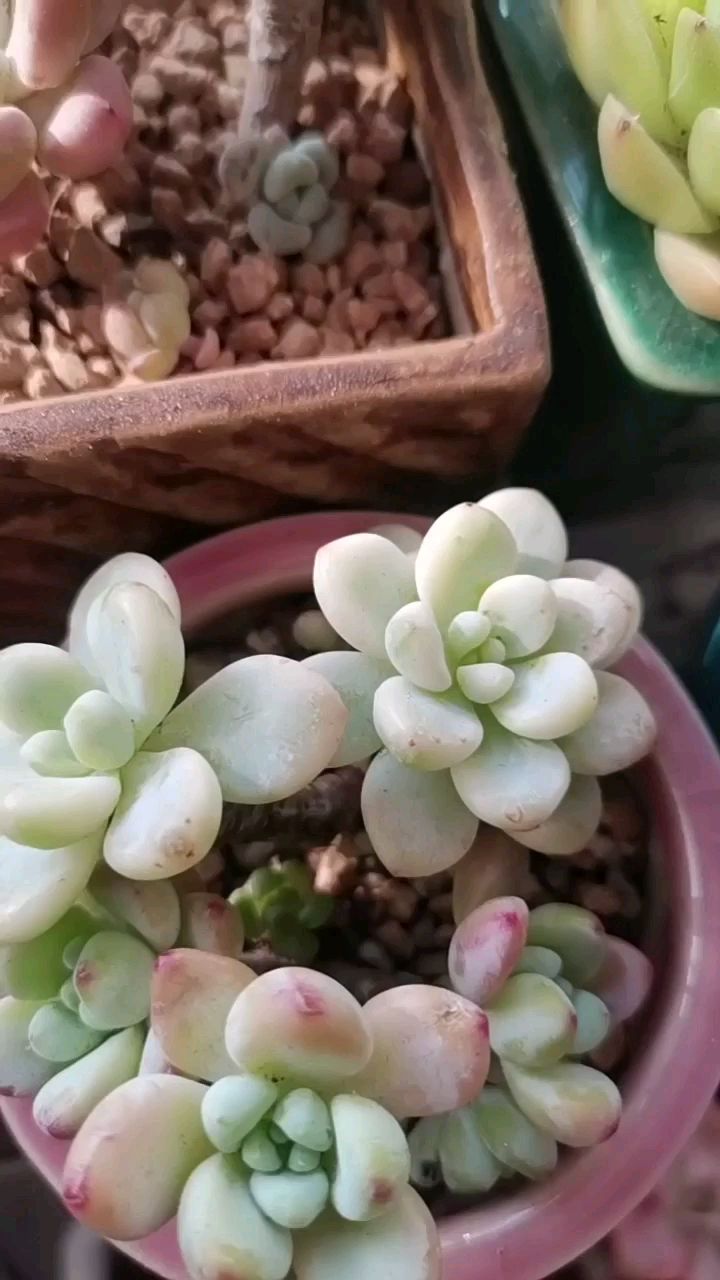 劳尔和劳尔锦的同框,谁更美一些