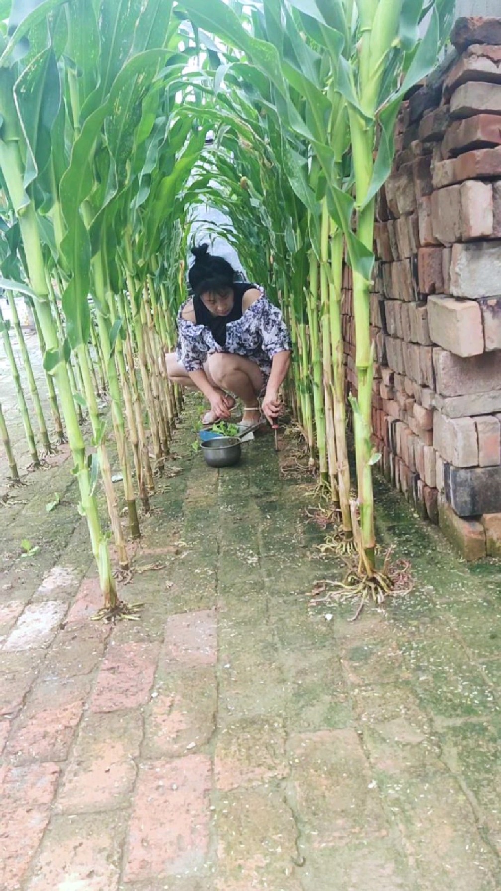 砖地种玉米还真的长大了,她又在玉米地栽白菜,婆婆说一颗也不能活,你们看能活吗