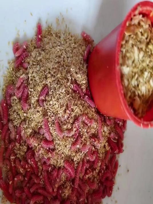 活红蛆虫大号钓鱼饵！脓腥鲜活，石斑马口溪哥鲤鲫上钩超稳