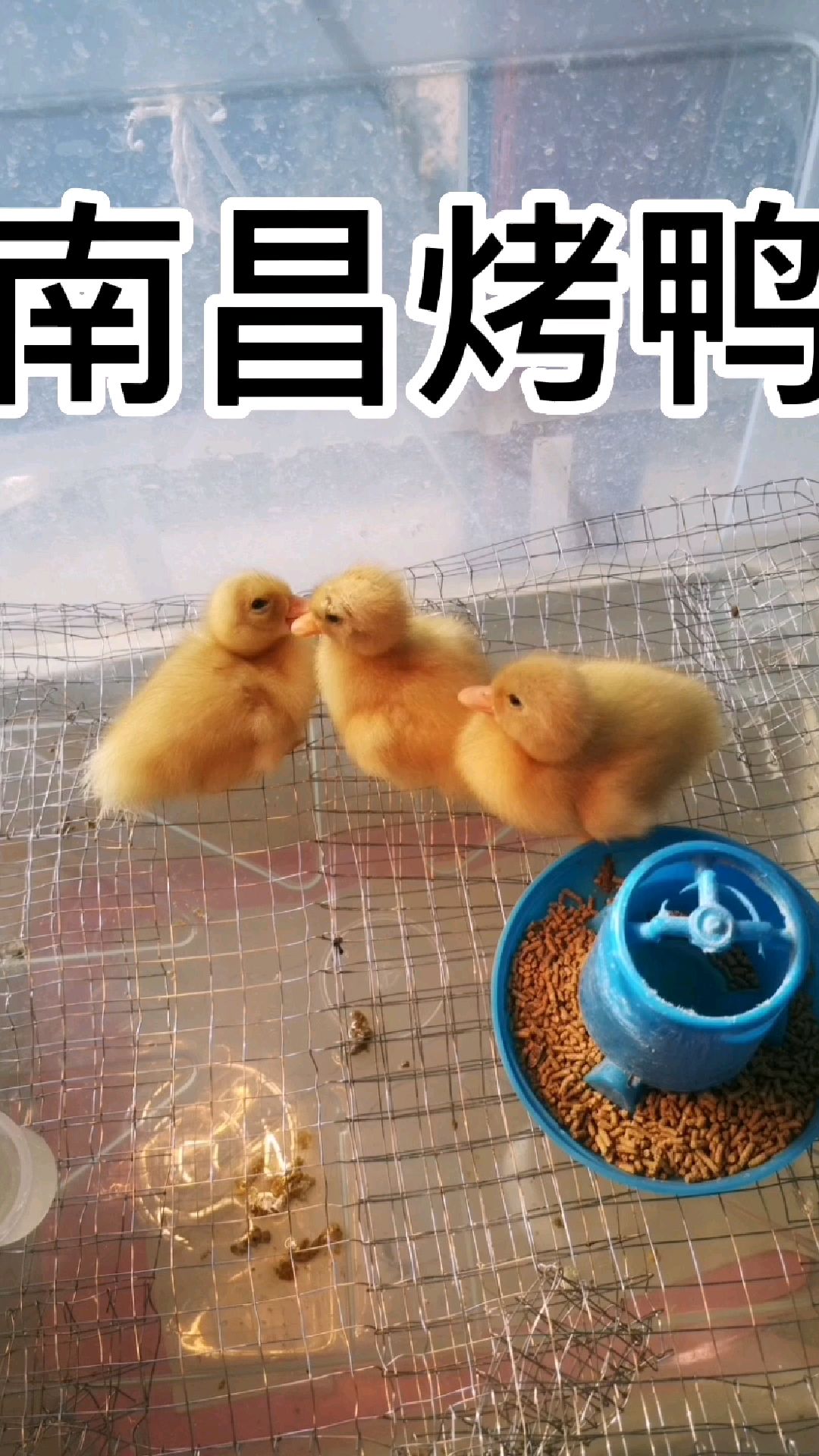 小鸭子搞笑视频
