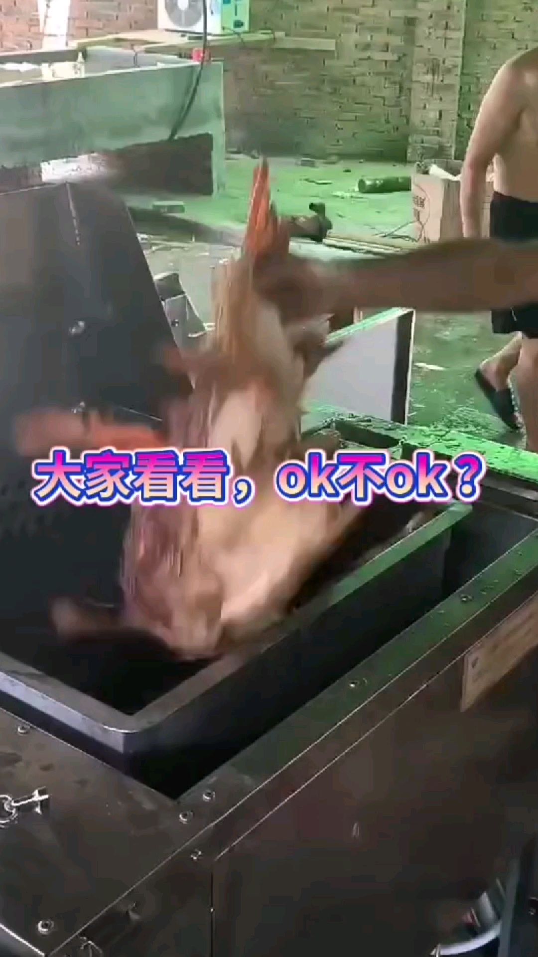 全自动杀鸡设备,小型杀鸡屠宰设备,三鸟批发市场杀鸡设备鸡鸭鹅屠宰设备红毛蛋鸡宰杀