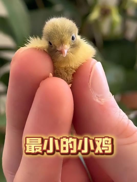 这么可爱的小小鸡,你见过吗?