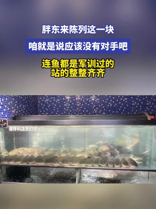 胖东来陈列这一块 咱就是说应该没有对手吧 连鱼都是军训过的