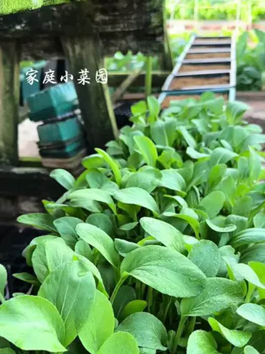 新手必种小叶菜:鸡毛菜,长得快口感佳