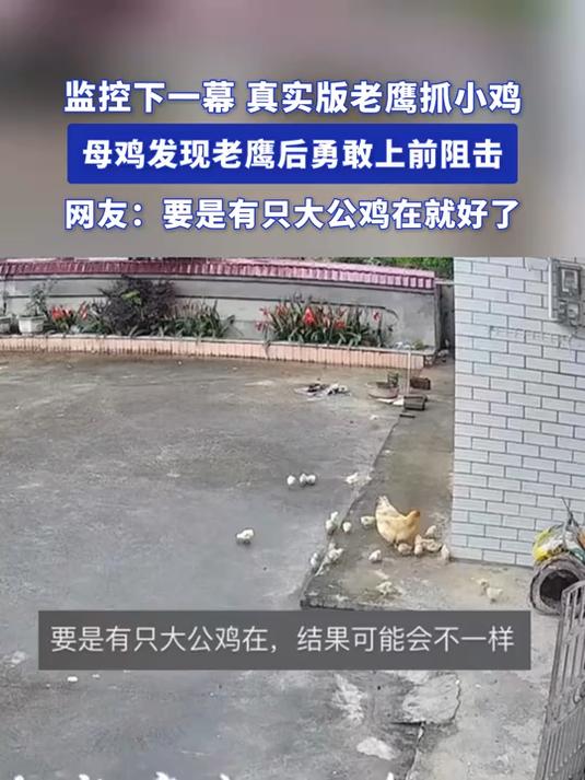 监控下一幕,真实版老鹰抓小鸡,母鸡发现老鹰后勇敢上前阻击